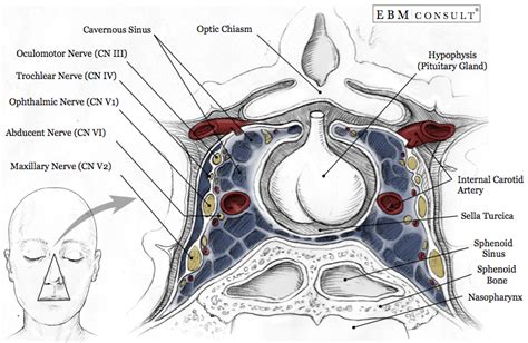 cavernous sinus anatomy