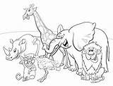 Colorare Animale Premium Caratteri Fumetto Coloring Animais Livro Personagens Cartoni Animati Personaggi Dibujos Zafari Disegni Dellafrica Vetor Personnages Personajes sketch template