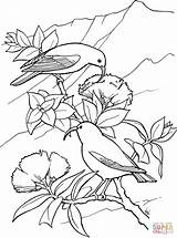 Coloring Bird Pages Dodo Iiwi Template sketch template