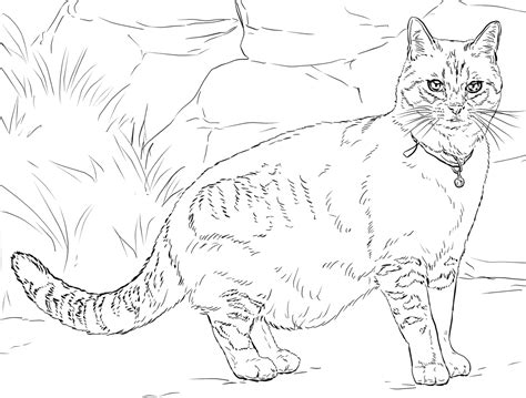 realistic kitten cat coloring pages  coloring pages feature cats