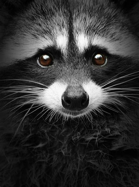 curated raccoons ideas  arkinspired funny raccoons eyes