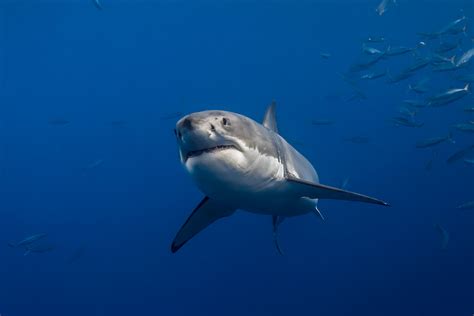 great white shark swimming  george  probst