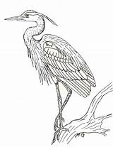Heron Blue Drawing Coloring Great Sketch Bird Drawings Herons Outline Clipart Pages Tattoo Birds Stencil Colouring Sketches Watercolor Animal Dessin sketch template