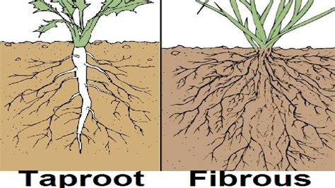 types  root system outdated youtube