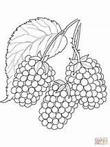 Blackberry Coloring Pages Color Berries Fruits Printable sketch template