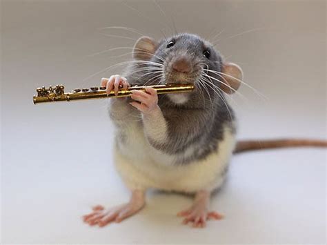 rats playing musical instruments musical instruments rats and