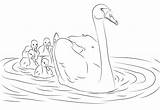 Cisne Cisnes Pollos sketch template