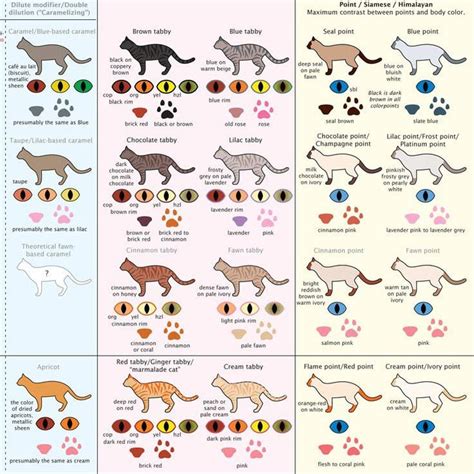 Housecat Coat Colors And Patterns Cat Breeds Chart Gorgeous Cats