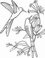 Bordado Branch Bordados Pájaro Colibri Pajaros Pájaros Pintados Tela sketch template