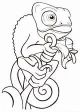 Kolorowanki Chameleon Camaleon Kameleon Zwierzeta Druku Veiled Metacharis Darmowe Ishag Entitlementtrap Dolphin sketch template