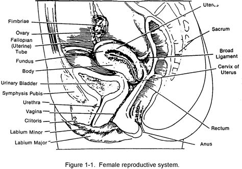 diagram anatomy of the male reproductive system male anatomy get