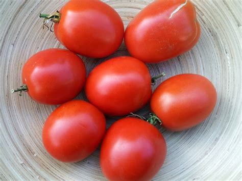 samen tomate  berao garten des lebens samenfestes saatgut
