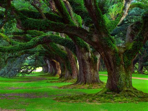 oak trees grass trees moss green ancient nature landscape