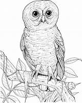 Owl Coloring Pages Big Eyed Burrowing Printable Realistic Spotted Barn Drawing Print Sheets Hoot Designlooter Printables Activity 1053 75kb Gif sketch template