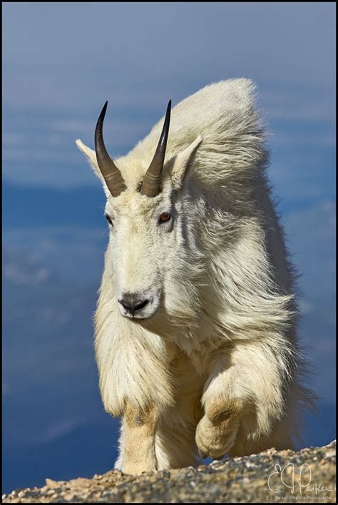 mountain goats  funny