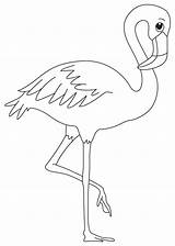 Flamingo Outline Drawing Coloring Pink Cartoon sketch template