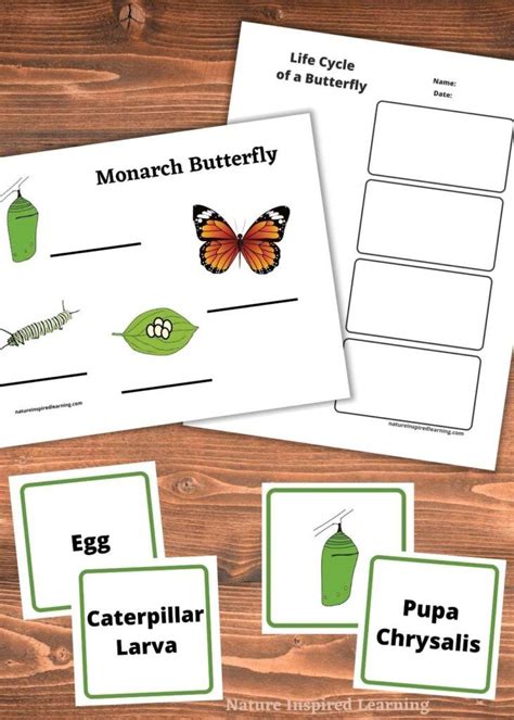 printable life cycle   butterfly worksheets overlapping