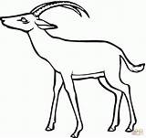 Antylopa Gazelle Antylopy Antilope Kolorowanki Kolorowanka Gazela Antelope Corna Gnu Druku Ricurve sketch template