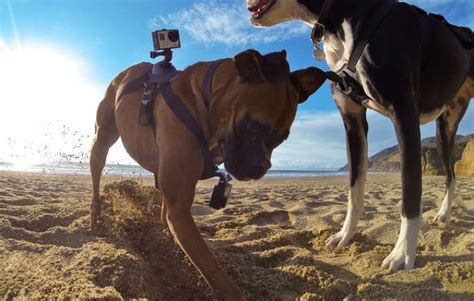 gopro fetch harness  dogs announced video