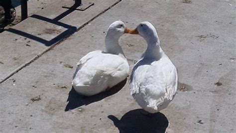 duck couple stock photo image  albuquerque mexico