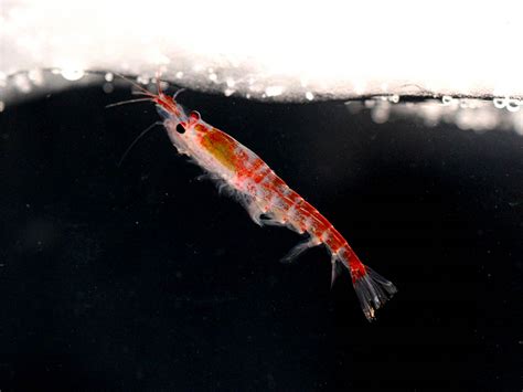 krill wallpapers animals town