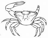 Crab Fiddler Coloring 411px 62kb sketch template