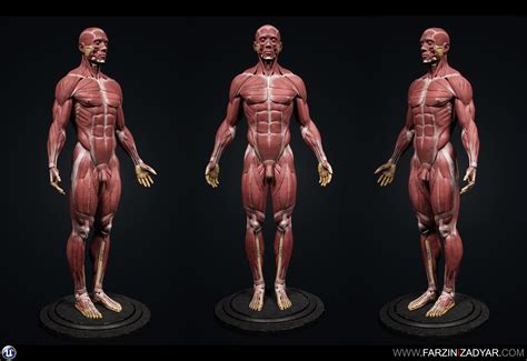 3d Model Human Anatomy Kit Vr Ar Low Poly Cgtrader