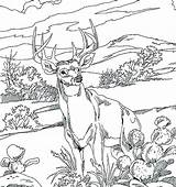 Coloring Pages Coon Dog Getcolorings Hunting sketch template
