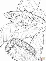 Moth Coloring Silk Designlooter 1kb 300px sketch template