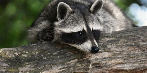 raccoon tests positive for rabies in henrico