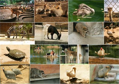 de dieren van de dierentuin stock afbeelding image  strepen geit