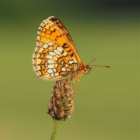 butterfly foto bild makro natur schmetterling bilder auf