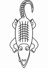 Alligator Reptiles Terrapin Ausmalbild Aligator Drukuj sketch template