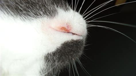 Rodent Ulcer Cat Lip Goodly Portal Fonction