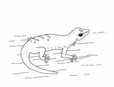Gecko Teacherspayteachers Impotance Madagascar sketch template