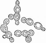 Yeast Clipart Cells Cell Clipground Cliparts Etc Library Original sketch template