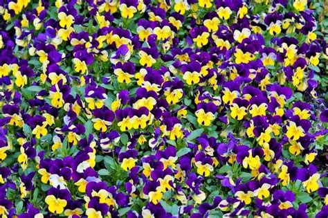 Violas A Growers Guide Homegrown Herb Garden