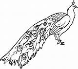 Peacock Coloring Pages Printable Kids Color Sheets Bestcoloringpagesforkids sketch template