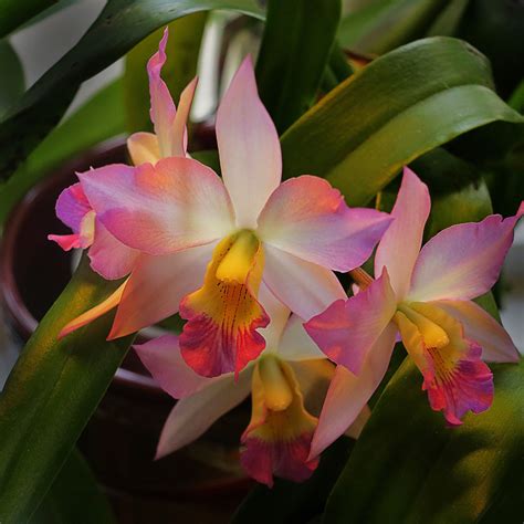 cattleya appleblossom orchid   wifes orchid collection   greenhouse   garden