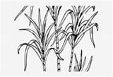 Sugarcane Sugar Cane Clipart Cliparts Nicepng sketch template