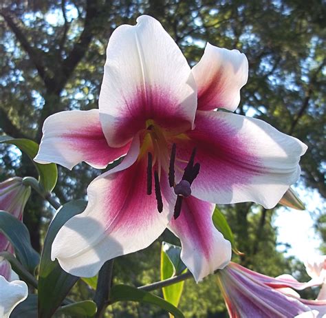 stargazer stargazing home  garden plants