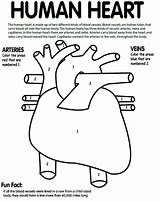 Heart Human Body Coloring Pages Color Anatomy Kids Crayola System Science Parts Circulatory Numbers Printable Clean Blue Colouring Worksheet Diagram sketch template