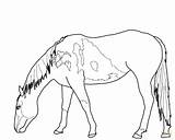 Horse Coloring Pages Mustang Wild Horses Para Drawing Grazing Colorear Outline Bucking Printable Pastando Beautiful Caballos Color Running Getcolorings Dibujos sketch template