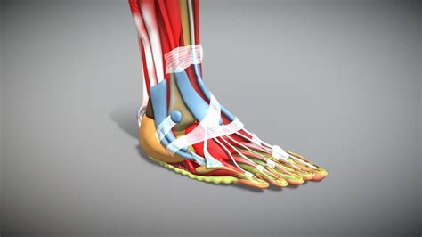 human foot anatomy  model  glync innotek dpix atdpixstudios