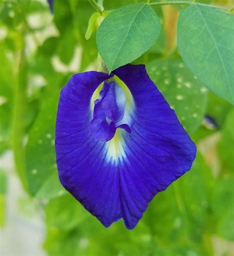 amazoncom butterfly pea vine seeds rich royal blue clitoria ternatea bunga telang edible