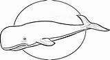 Whale Sperm Line Drawing Getdrawings sketch template
