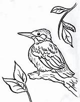 Kingfisher Coloring Pages Bird Drawing Chickadee Line Printable Print 2550 Designlooter Color Getdrawings Drawings 1026 29kb Today Getcolorings sketch template
