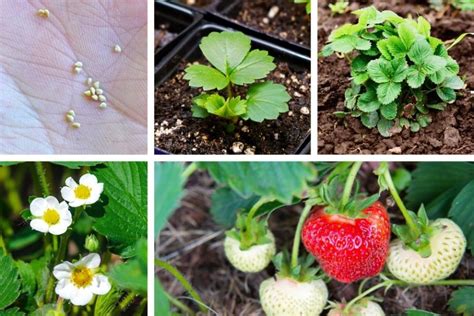 strawberry plant stages  seed  harvest wpictures geeky
