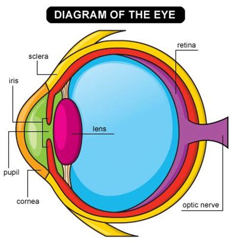 images  eye diagrams  pinterest eyes human anatomy  red eyes
