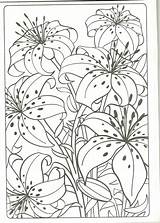 Coloring Fave Lilies sketch template